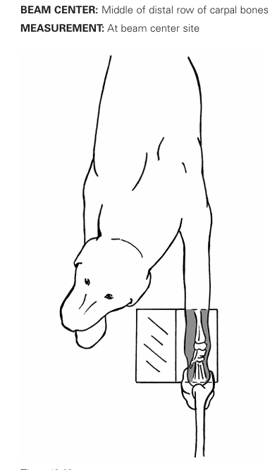 <p> Dorsopalmer view for carpus</p>