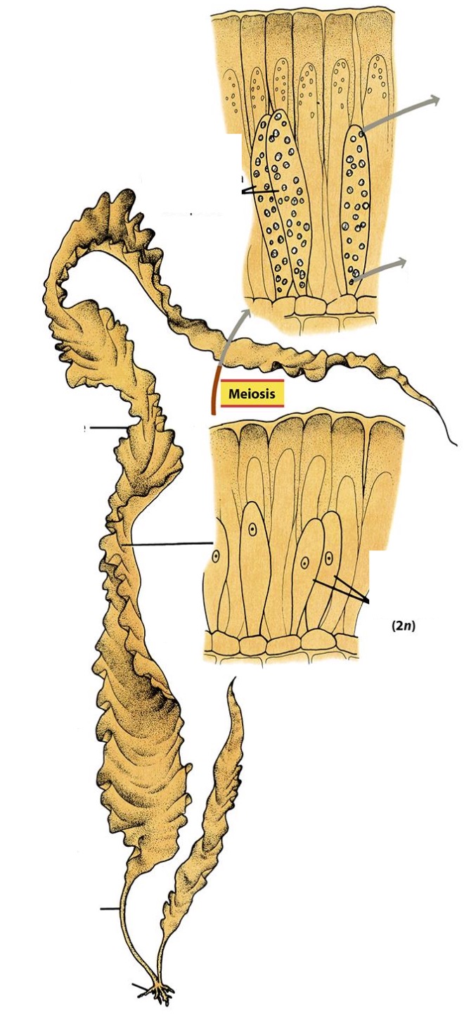 <p>Label the structures of the mature sporophyte of Laminaria brown algae.</p>