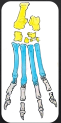 <p>7 bones in three rows- two proximal, one in the middle row, and four in the distal row</p>