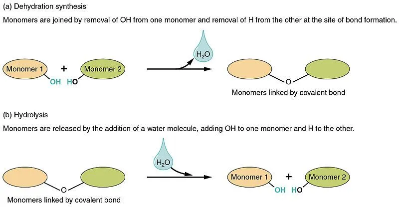 <p>reaction that breaks larger molecules (polymers) into smaller molecules (monomers) by interesting a water molecule to break covalent bonds</p><p>1 monomer will gain an h while one will gain an oh hence the breaking</p>