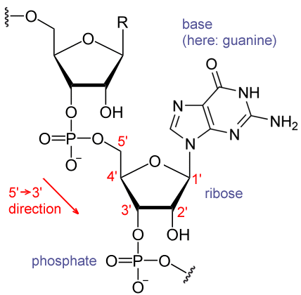 <ol><li><p>Nucleoside triphosphate attaches to the OH group of the 3’ carbon (on the ribose sugar)</p></li><li><p>The other two phosphates break off, generating energy</p></li><li><p>This energy is used for the polymerization, which then releases H<sub>2</sub>O molecules</p></li><li><p>These H<sub>2</sub>O molecules are used to separate the newly broken off phosphates into individual phosphates, which further releases energy for polymerization </p></li></ol><p></p>
