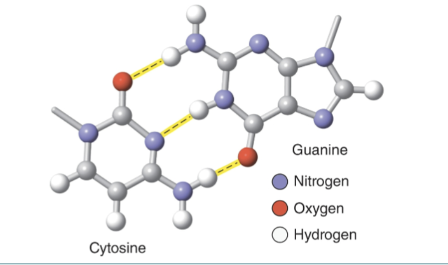 <p>Nucleotides ex. = cytosine and guanine. Nucleotides = characterized by the SHAPE of their nitrogenous bases: pyrimidines (single-ring structure): cytosine (C), T and U. CUT the PyRamid. Pyramids have ONE sharp, single point, single rings. </p><p>PURINES = (double-ring structure): GUANINE and adenine. Mnemonic: “PURe As Gold”. Purines are Adenine and Guanine. ONLY two, DOUBLE-ring. </p>