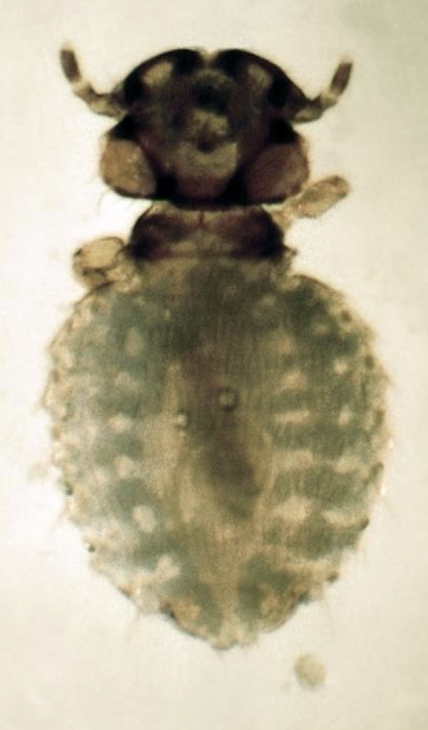 <p>name, host, and chewing or sucking?</p>