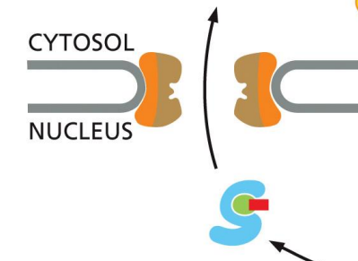 <p>Importin/Ran-GTP complex diffuses back into cytoplasm</p>