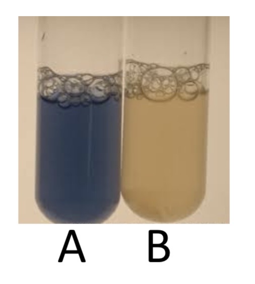 <p>Oxidase Test</p><p>a) Medium?</p><p>b) Substrate?</p><p>c) Enzyme?</p><p>d) Indicator/Reagent?</p><p>e) End Product?</p>