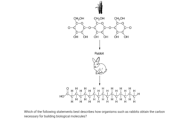 <p>1.2 — Question #1</p><p>A.) Rabbits eat plants and use energy absorbed from the plants to make carbon atoms from electrons, protons, and neutrons in the air.</p><p>B.) Rabbits eat plants and break down plant molecules to obtain carbon and other atoms that they rearrange into new carbon-containing molecules.</p><p>C.) Rabbits eat plants and use water absorbed from the plants to hydrolyze CO2, which the rabbits breathe in from the air and use as a carbon source.</p><p>D.) Rabbits eat plants and make carbon-containing molecules by using carbon atoms that the plants absorbed from the soil and stored in the cells of their leaves.</p>