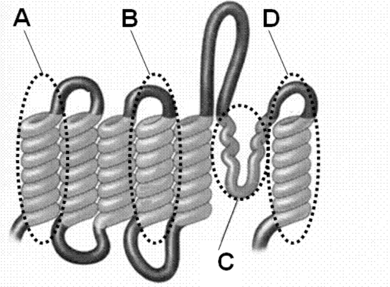 <p>Which area of this channel protein will contain a voltage-sensor?</p>