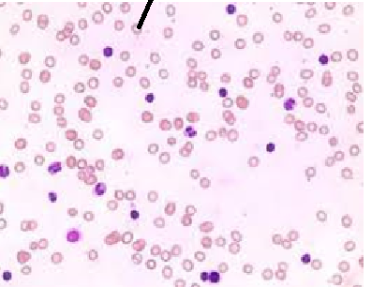 <p>ID cell</p>