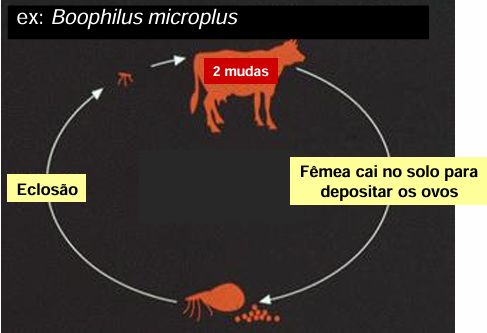 <p>fora do hospedeiro: só como<strong> fêmea alimentada</strong> e <strong>larva </strong>à procura do hospedeiro </p>