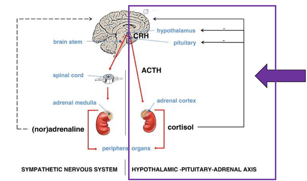<ul><li><p>cortisol also changes in states of stress/arousal</p></li><li><p>cortisol is likely changes around the same time + likely interacts with NA signaling</p></li></ul><p></p>