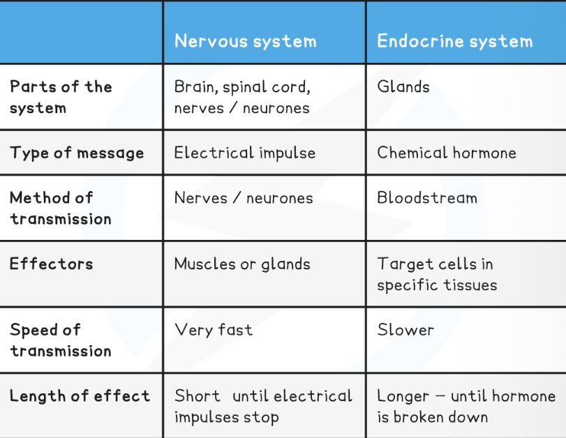 <ol><li><p><strong>Endocrine</strong> involves glands (thyroid, adrenal, pineal, pancreas, pituitary, ovaries and testes) while <strong>nervous</strong> involves brain, spinal cord and peripheral nerves (CNS &amp; PNS)</p></li><li><p><strong>Chemical</strong> signals travel through bloodstream while <strong>electrical</strong> signals sent via neurons</p></li><li><p><strong>Endocrine</strong> involuntary only while <strong>nervous</strong> is both voluntary and involuntary</p></li><li><p><strong>Endocrine</strong> signal slow, <strong>nervous</strong> signal very fast</p></li><li><p><strong>Endocrine</strong> signal long-lasting, <strong>nervous</strong> short-lasting</p><p></p></li></ol><p></p>
