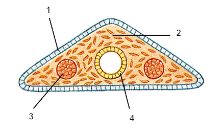 <p>What layer is #1?</p>