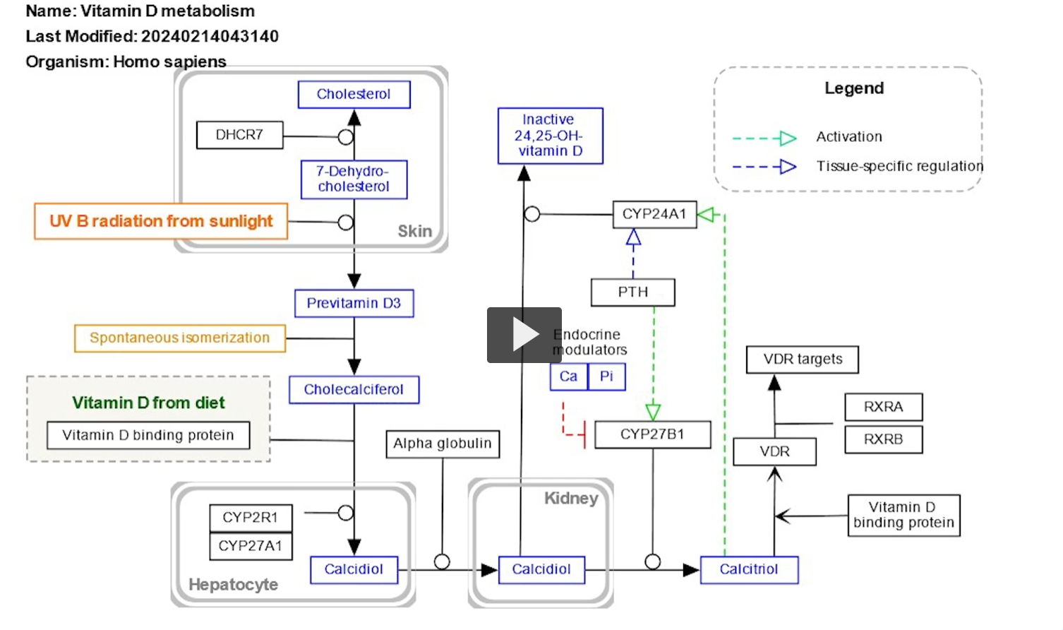 <p><u>synthesis of vitamin D</u></p><p>the initial precursor of Vitamin D is pro-vitamin D3 or 7-dehydroxylcholesterol. </p><p>7-dehydroxylcholesterol is synthesized from oxidation of cholesterol, resulting in a double bond. </p><p>when the skin is exposed to the ultra-violet light, radiation from the sun, particularly UV radiation, triggers a conversion of 7-dehydroxylcholesterol to pre-vitamin D3 and then vitamin D3. </p><p>Vitamin D3 binds to vitamin D binding protein DBP for transportation into various tissues. </p><p>In the liver, vitamin D3 undergoes hydroxylation, which is the addition a hydroxyl group at the 25th carbon position. This is catalyzed by the enzyme 25 hydroxylase to form 25 hydroxy vitamin D3. </p><p>This is also known as calcidiol or calcifederol</p><p>25 hydroxy vitamin D is further transported to the kidneys, in the kidneys 25 hydroxy vitamin D undergoes hydroxylation at the first carbon position. This is catalyzed by the enzyme one alpha hydroxylase, also known as CYP27B1. To form the biologically active form of vitamin D, 1-25 dihydroxy D3, also known as calcitriol. </p><p>We have seen that vitamin D is different from other vitamins. We have all the enzymes to synthesize vitamin D, which is not true for other vitamins. We must obtain other vitamins from our nutrition. </p>