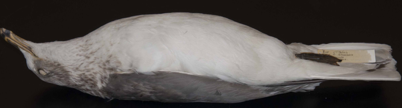<p>Ring-billed Gull</p>