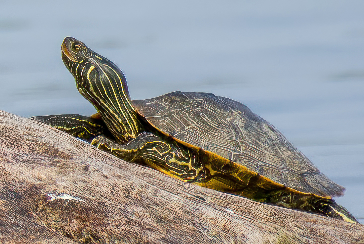 <p>Northern Map Turtle</p>