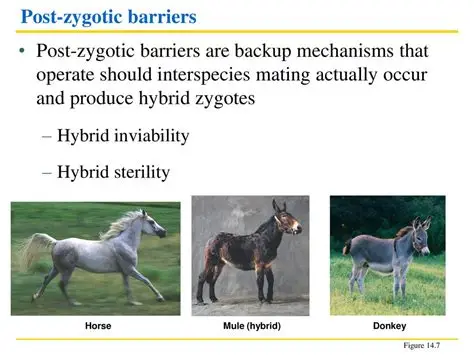 <p><strong>Post</strong>zygotic Barrier (after zygote)</p>