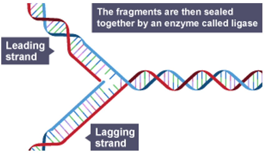 <p>Joins Okazaki fragments on the lagging strand by forming phosphodiester bonds between adjacent nucleotides, using ATP, to produce a continuous DNA molecule</p>