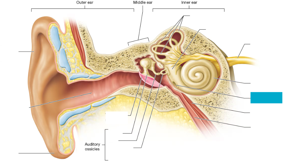 <p>Flexible membrane in the inner ear that relieves pressure from sound vibrations</p>