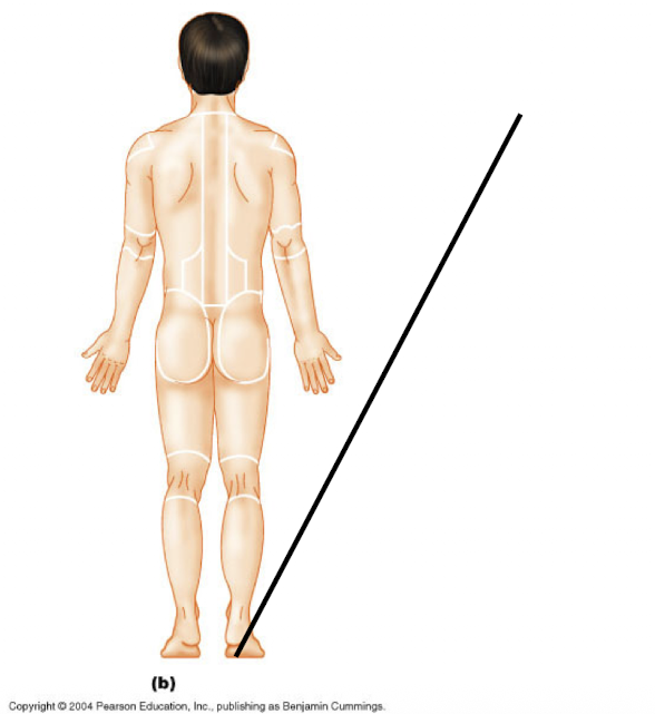 <p>Plantar (P)</p>