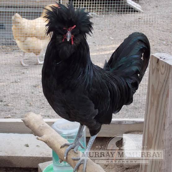 <p>identify</p>