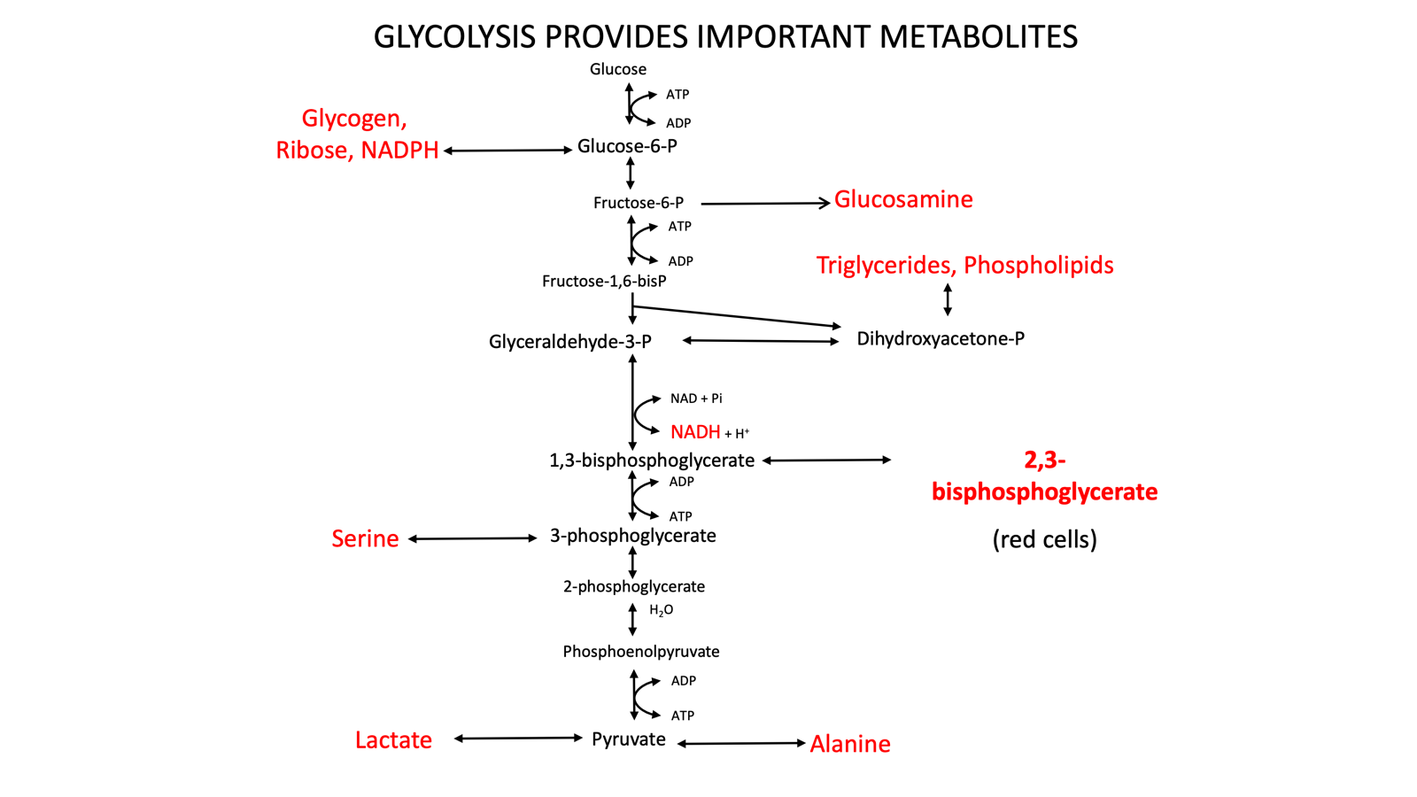 <ul><li><p>Glycogen, ribose, NADPH</p></li><li><p>Glucosamine</p></li><li><p>Triglycerides, phospholipids</p></li><li><p>NADH</p></li><li><p><strong>2,3-bisphosphoglycerate (RBCS)</strong></p></li><li><p>Serine</p></li><li><p>Alanine, lactate</p></li></ul><p></p>