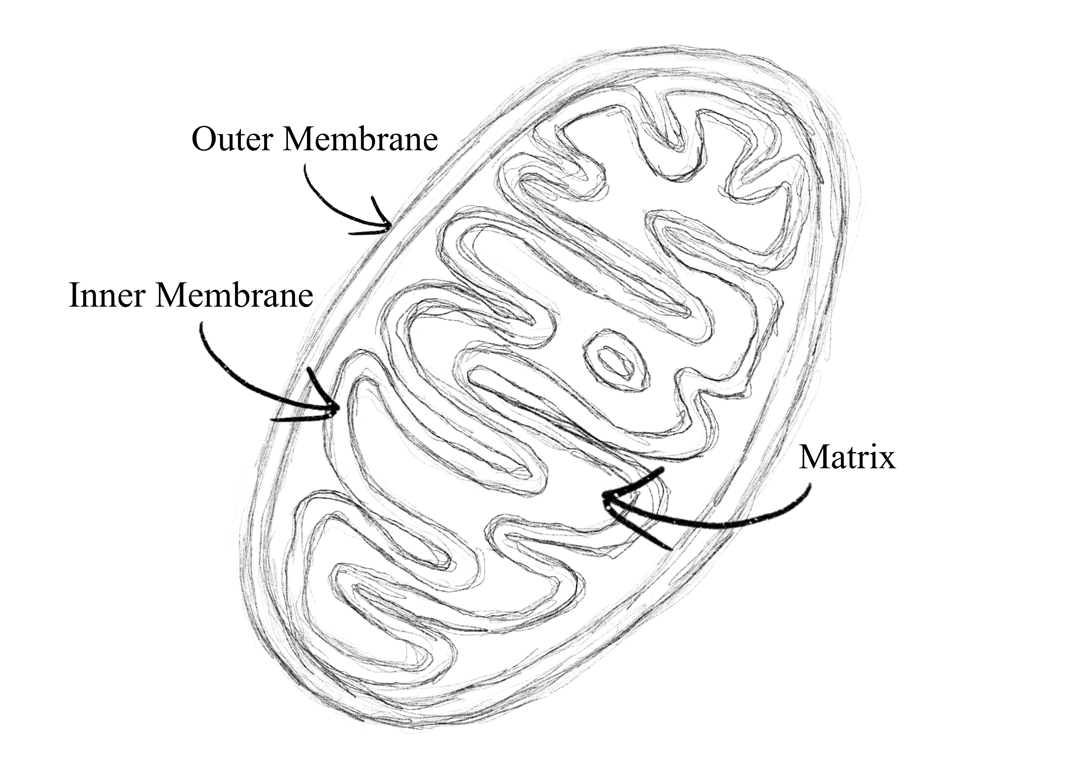<p>double-membrane organelle is responsible for majority of production of ATP</p>