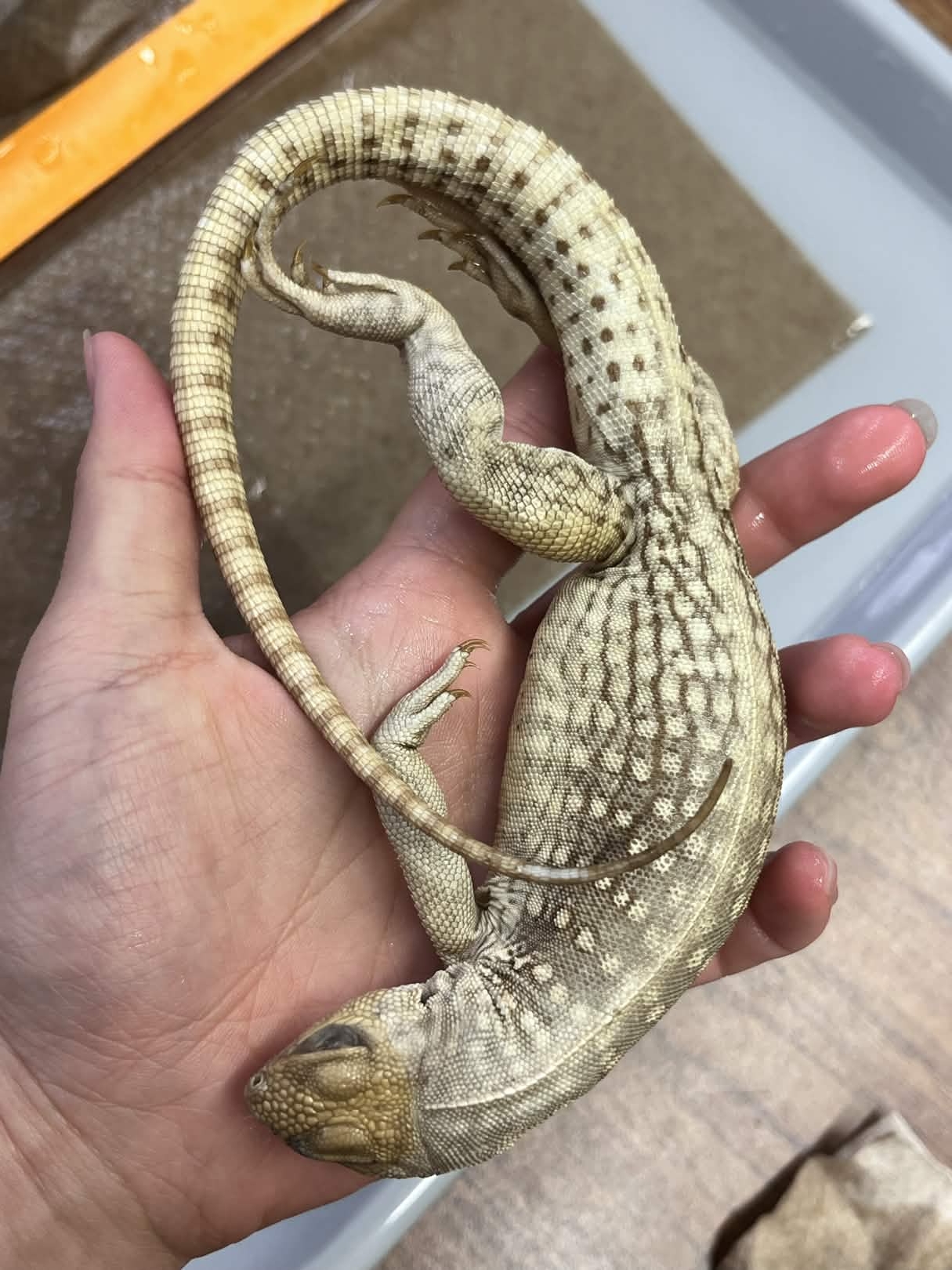 <p>Family + Species?</p><ul><li><p><strong>Short dorsal crest</strong></p></li><li><p>Long tail</p></li></ul><p></p>