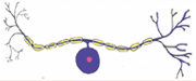 <p>A1 : Neurone <strong>unipolaire</strong> ( 1 seul prolongement court) : la dendrite et l’axone sont ds le prolongement l’un de l’autre —> Neurone en T </p>