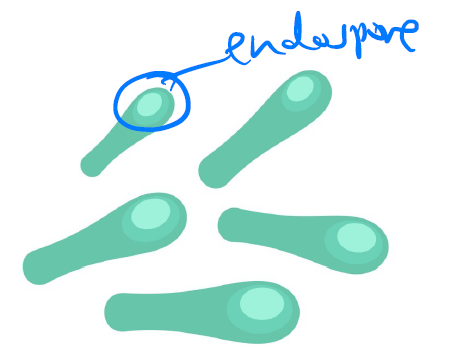 <p>Slide prep showing bacteria with an endospore at the end of the cell → "drumstick" appearance.</p>