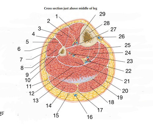 <p>What is number 29</p>