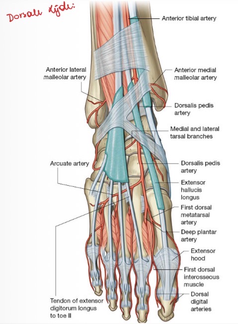 <p><span>A. Tibalis anterior loopt tussen pees m. Tibialis anterior en pees van m. Extensor hallucis longus.</span></p><p><span>A, tibialis anterior zal daarna thv de voetrug onder m. Externsor hallucis longus duiken en geeft een tak af:</span></p><p><strong><em><span>A. ARCUATA</span></em></strong></p><p><span>A. Arcuata loopt aan bovenzijde voet (voetrug) van mediaal naar lateraal over de middenvoetbeentjes aan de basis van de metatarsalen.</span></p><p></p><p><span>A, tibialis anterior loopt verder door tussen de eerste en tweede straal, daar zal deze verder in de diepte duiken en verschillende takjes afgeven.</span></p><p><span>Het is de eerste arteri in eerste webspace tussen 1e en 2e straal.</span></p><p></p><p><span>A, arcuata zal een nieuwe arteri afgeven voor de 2e webspace (= tussen metatarsaal II en III).</span></p><p><span>Ze zal een arteri afgeven voor de 3e webspace (= tussen III en IV).</span></p><p><span>Ten slotte zal ze eindigen met een arteri in de 4e webspace (= tussen straal IV en V).</span></p>