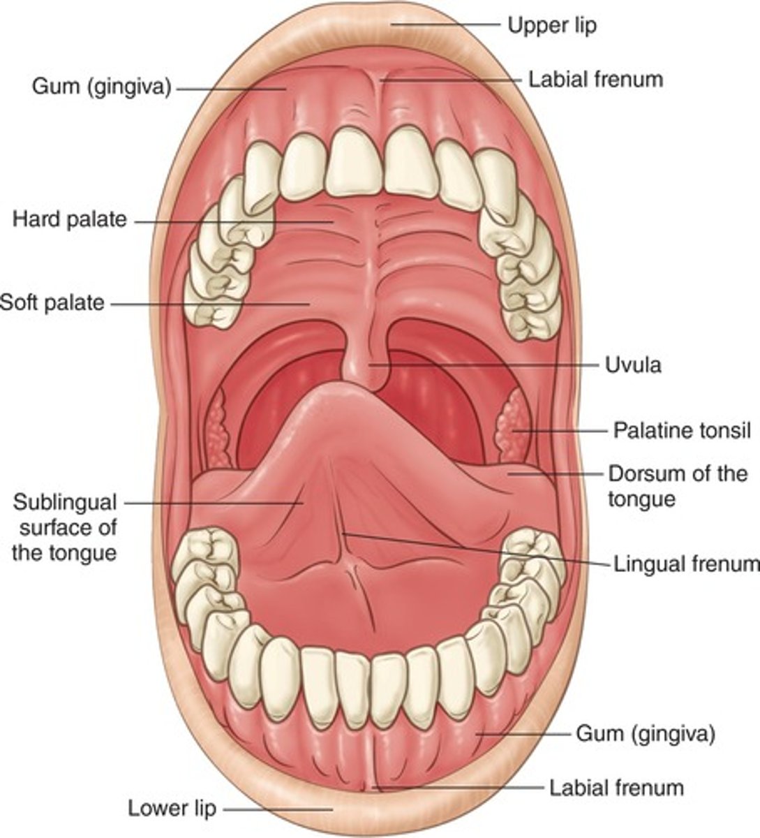 <p>Anterior portion of the palate; covered with specialized mucous membrane</p>