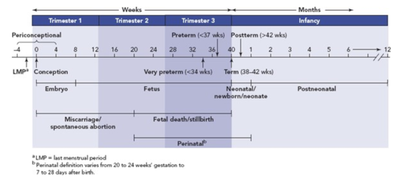 <ul><li><p><span style="background-color: transparent;"><span>Today 2.5% babies die before first birthday</span></span></p></li><li><p><span style="background-color: transparent;"><span>Most desirable birthweight: 7lb 11oz to 8lb 13oz (3500 to 4000 g)</span></span></p><ul><li><p><span style="background-color: transparent;"><span>Less likely to develop heart &amp; lung diseases, diabetes, &amp; hypertension for the rest of their lives</span></span></p></li></ul></li></ul><p></p>