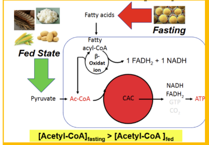 <p>beta oxidation</p>
