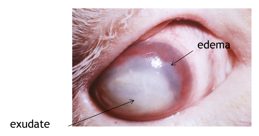 <ul><li><p>unilateral (initially) central corneal ulcer</p></li><li><p>intense inflammatory cell infiltrates may develop into a stromal abscess</p></li><li><p>superficial neovascularization</p></li></ul><p></p>