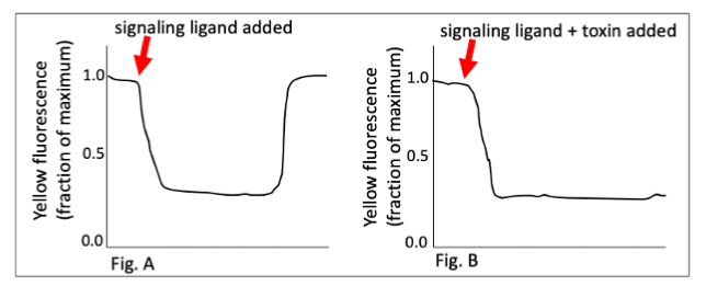 <p><span>You have isolated a new species of infectious bacteria. The bacterium releases a toxin that you believe is adversely affecting heterotrimeric Gs (stimulatory) protein-based signaling. To explore this hypothesis, you use an epithelial cell line that is expressing a cyan fluorescent protein (CFP)-labeled α subunit and a yellow fluorescent protein (YFP)-labeled β subunit of a heterotrimeric Gs protein. CFP emits blue light and has excitation and emission wavelengths of 440 nm and 490 nm, respectively. YFP emits yellow light and has excitation and emission wavelengths of 490 nm and 527 nm, respectively. To test your hypothesis, you perform two experiments. First, you apply a signaling ligand known to activate this Gs protein and track yellow fluorescence (Fig. A). Second, you apply the signaling ligand and the purified bacterial toxin simultaneously and track yellow fluorescence (Fig. B). </span></p><p>Which of the following conclusions will you draw based on the above experimental data:</p><p>A. Application of the ligand and bacterial toxin will likely cause cAMP levels to decrease</p><p>B. Application of the ligand and bacterial toxin will likely cause cAMP levels to increase</p><p>C. Application of the ligand and bacterial toxin will likely activate Protein kinase C</p><p>D. Application of the ligand and bacterial toxin will likely inhibit Adenylyl cyclase</p>