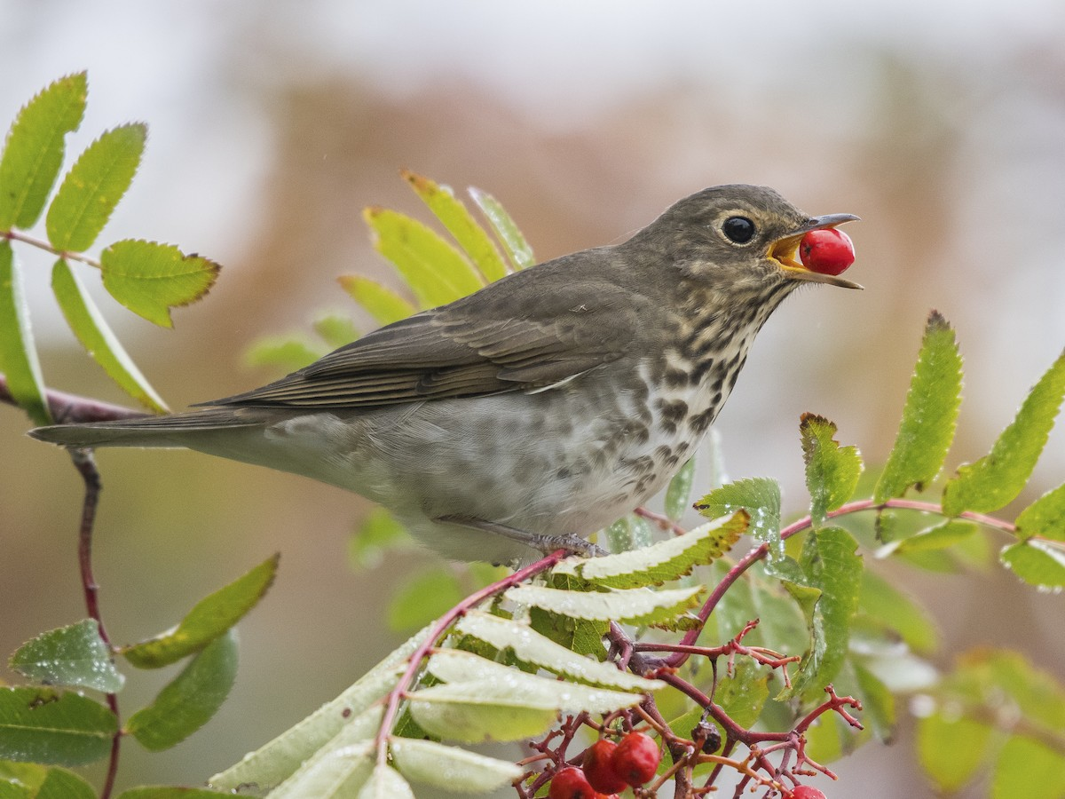 <p>Common name<br>Family</p>