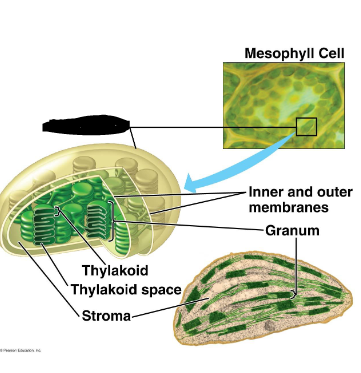 <ul><li><p><span>Photosynthetic enzymes and chlorophyll are embedded in the thylakoid membranes</span></p></li><li><p><span>Sugars are manufactured in the stroma</span></p></li></ul><p></p>