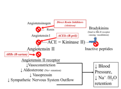 <p>Blocks the binding of angiotensin II to the angiotensin II receptor sites.</p>