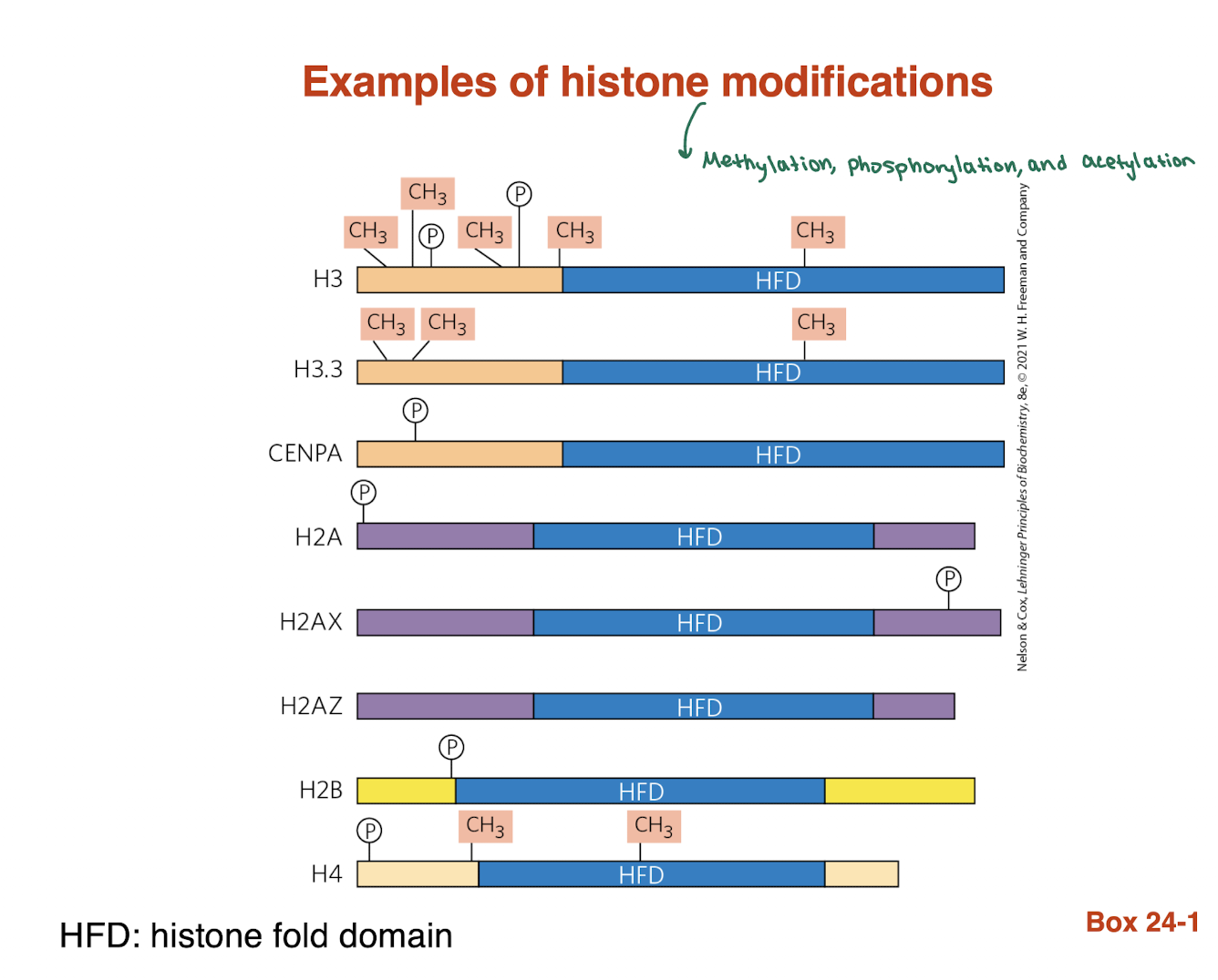 <ul><li><p>methylation, phosphorylation, and acetylation </p></li></ul><p></p>