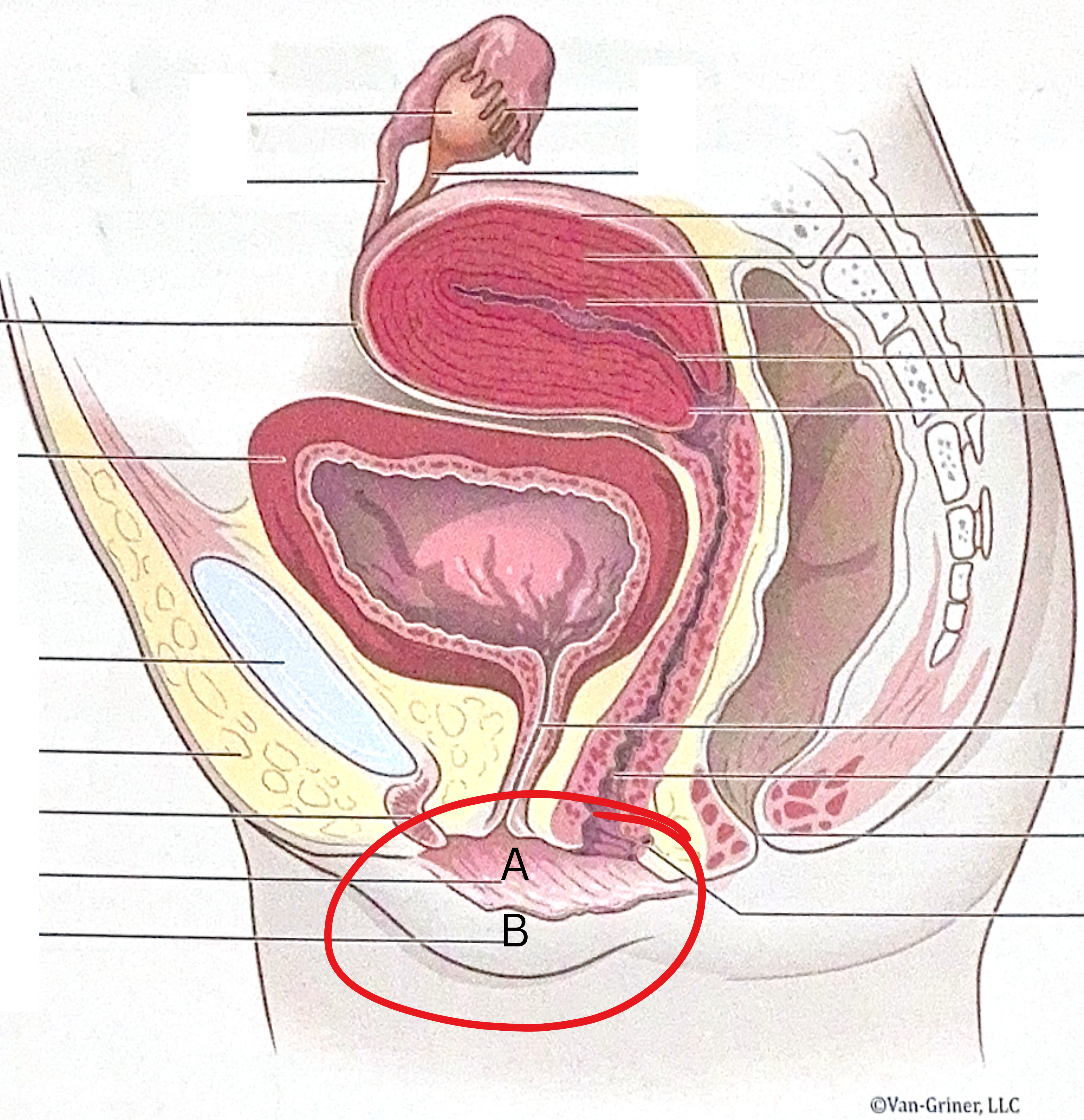 <p>What is the structure indicated in the image?</p>