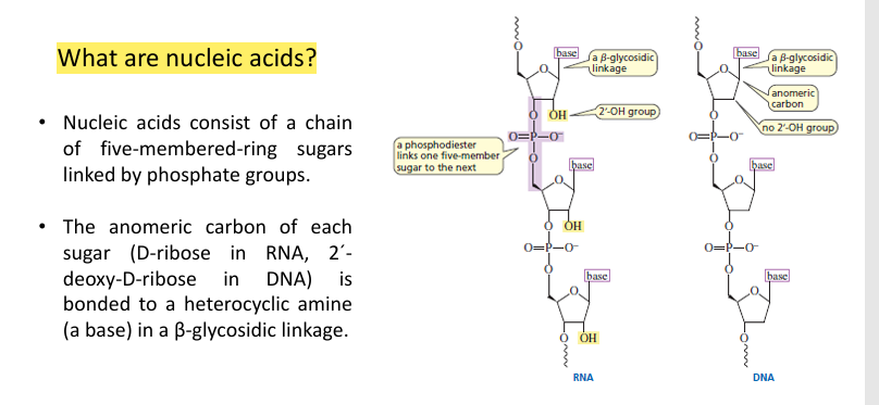 <ul><li><p>Nucleic acids are made of <strong>chains of nucleotides</strong>.</p></li><li><p>Each nucleotide contains a <strong>five-membered sugar</strong> linked by <strong>phosphate groups</strong> (phosphodiester bonds).</p></li><li><p>The sugars are:</p><ul><li><p><strong>D-ribose</strong> in RNA</p></li><li><p><strong>2′-deoxy-D-ribose</strong> in DNA</p></li></ul></li><li><p>The <strong>nitrogenous base</strong> is attached to the sugar at the <strong>anomeric carbon</strong> via a <strong>β-glycosidic bond</strong>.</p></li></ul><p></p>
