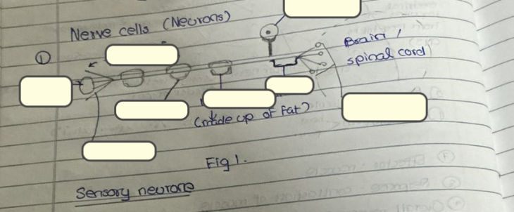 <p><span style="background-color: transparent;">Label and explain the structure of sensory nerve</span></p>
