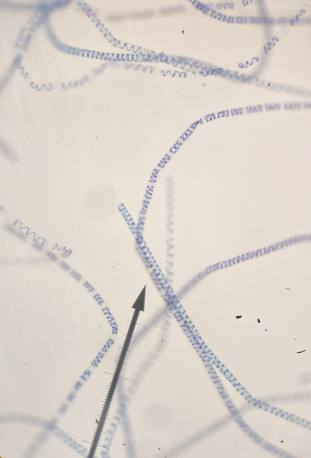 <p>scientific name</p>
