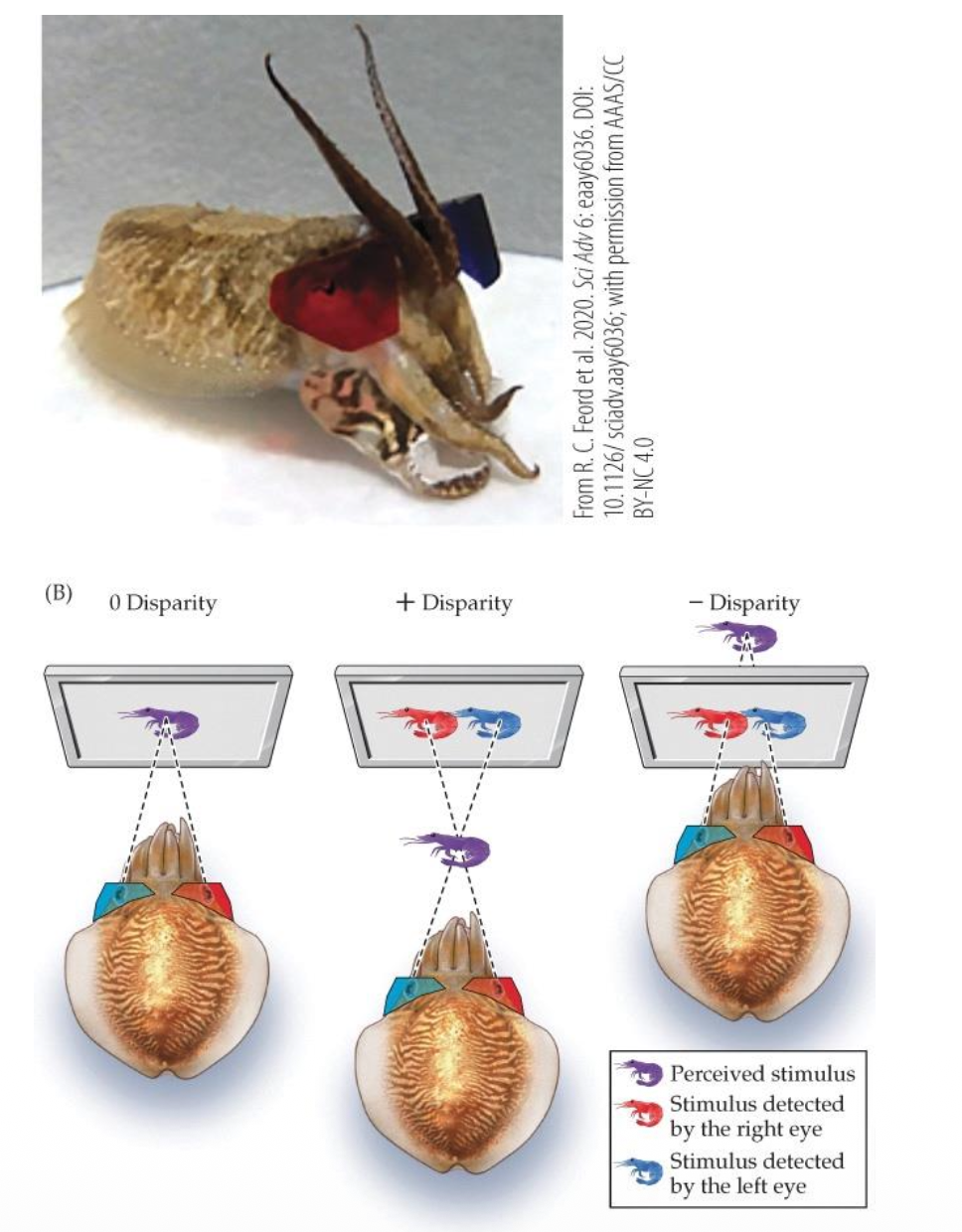 <p><u>Stereopsis Comparative Study: Mollusks</u></p><p><strong>Stereopsis in Hunting Marine Molluscs</strong></p><p class="p2">• Cuttlefish tested for stereopsis by presenting cartoon shrimp at different depths.</p><p class="p2"><span data-name="arrow_right_hook" data-type="emoji">↪</span> Using __, they strike at the correct perceived distance.</p><p class="p2"><span data-name="arrow_right_hook" data-type="emoji">↪</span> Hunting differs from mantises, which wait for prey to enter range.</p><p class="p2"><span data-name="arrow_right_hook" data-type="emoji">↪</span> T/F: Cones differ from mantises, need to use red-blue anaglyphic glasses <span style="color: rgb(252, 227, 122);">(basically, to test binocular disparity, each eye must see a slightly different image. Red-blue anaglyphs allow researchers to send different images to each eye, isolating stereopsis).</span></p>