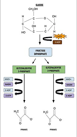 <p>Phosphorylation</p>