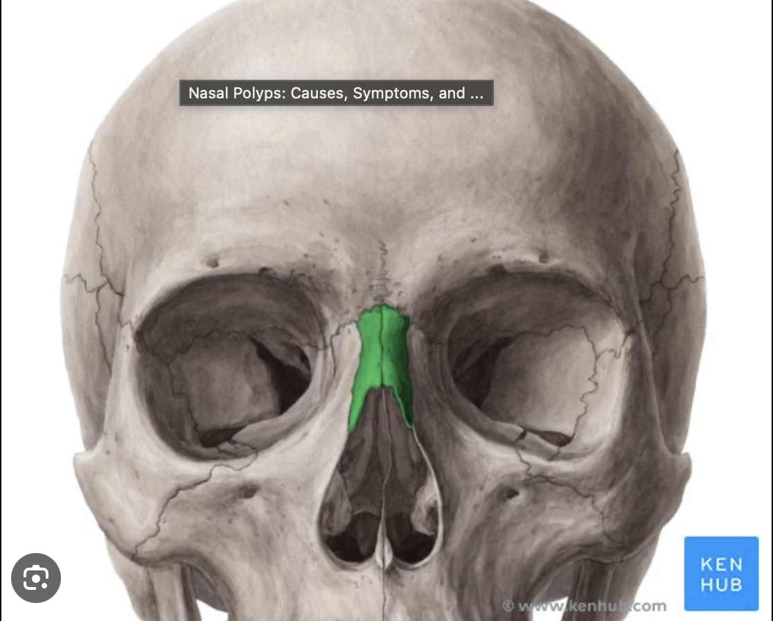 <p>nose</p>
