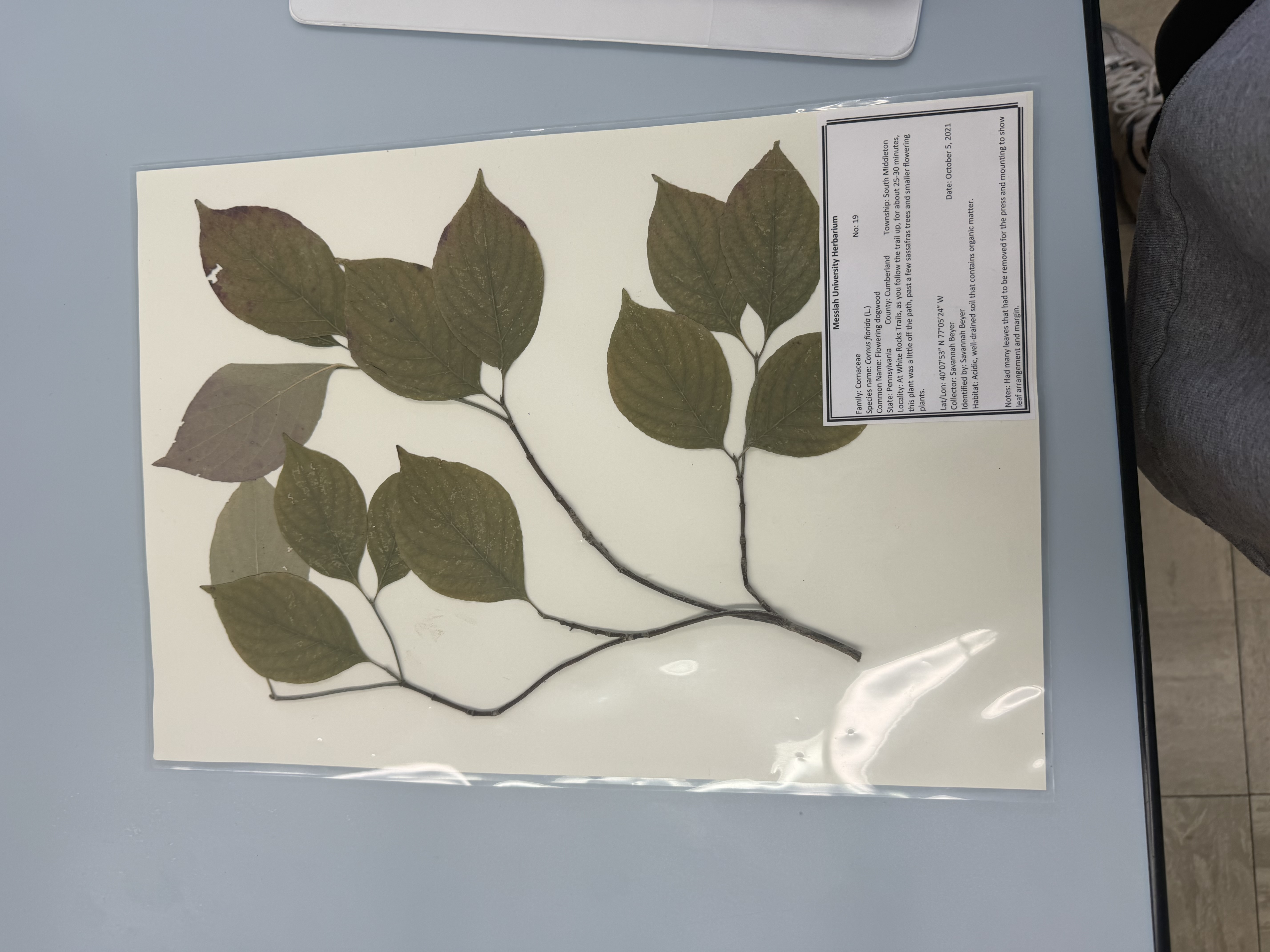 <p>cornus florida</p>