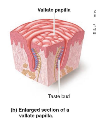 <ul><li><p>sensory organs for taste</p></li><li><p>Most of 10,000 taste buds are located on tongue in papillae, peglike projections of tongue mucosa</p></li></ul><p></p>