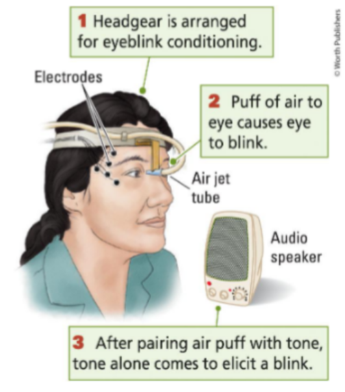 <p>Pavlovian conditioning of the blink response:</p><ol><li><p>Tone (CS) is associated with a painless puff of air (UCS) to participant’s eye</p></li><li><p>Blinking is normal reaction (UCR) to a puff of air</p></li><li><p>Learning has occurred when blinking occurs due to CS alone (CR)</p></li></ol><p></p>